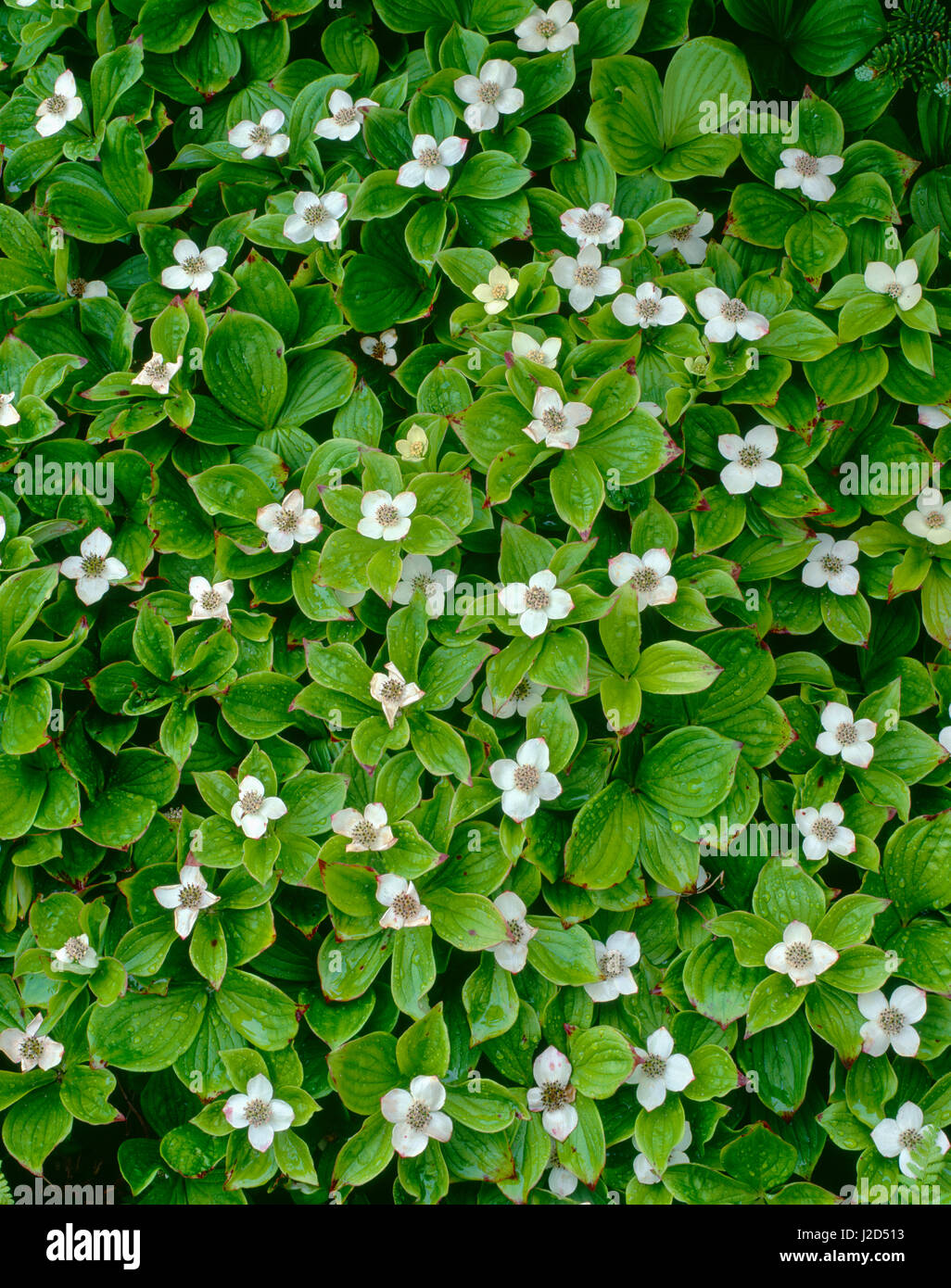 Le Canada, Terre-Neuve, le parc national du Gros-Morne, à fleurs blanches de cornouiller du Canada (Cornus canadensis) après une averse à Green Point. Tailles disponibles (grand format) Banque D'Images