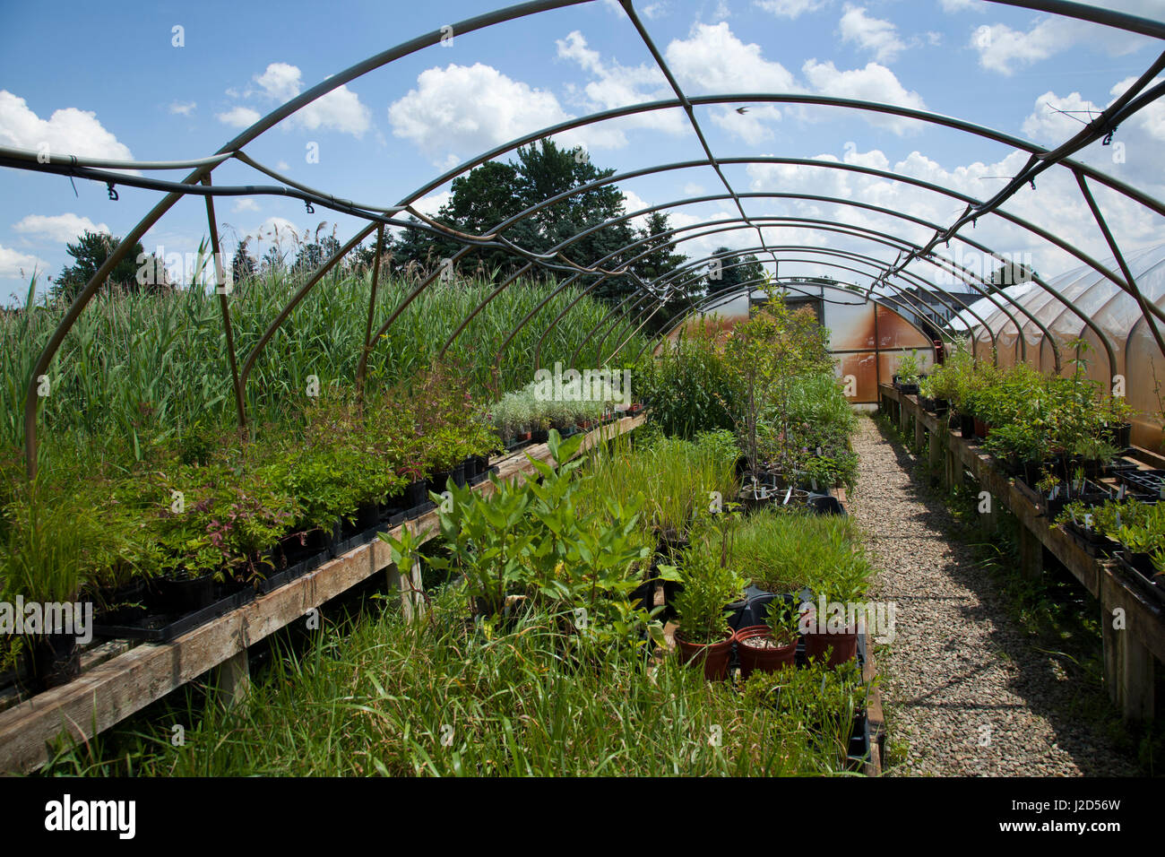 Sweet Grass Gardens Nursery porte plusieurs rares ou difficiles à trouver des espèces de plantes qui sont cultivées dans de grandes maisons vertes. Six Nations de la rivière Grand, réservation d'Ohsweken (Ontario) Canada Banque D'Images