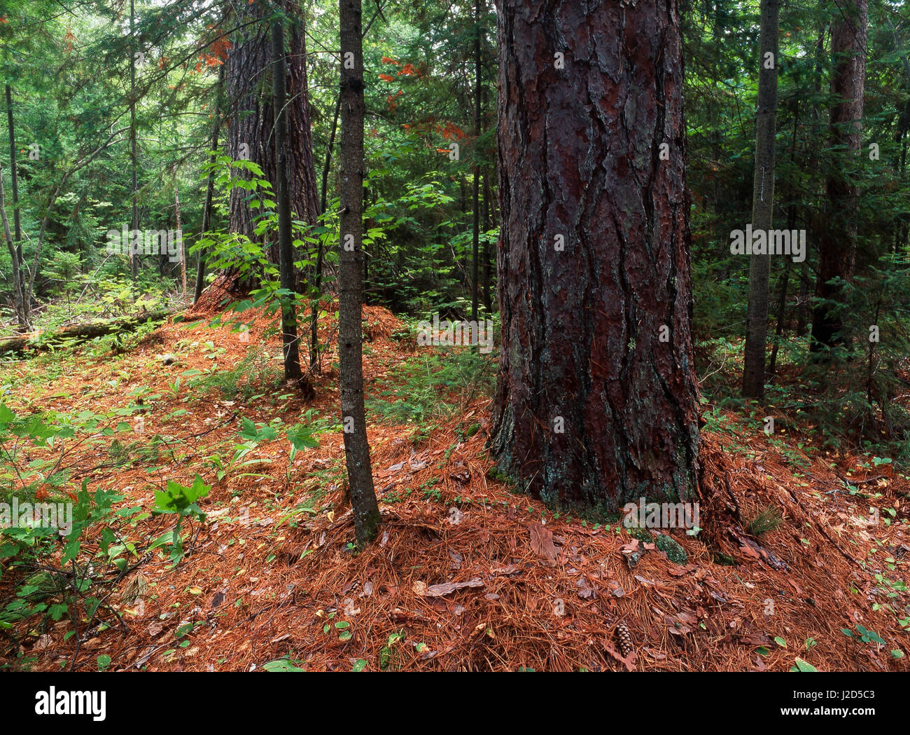 Le Canada, l'Ontario, Temagami, vieille forêt de pins (grand format formats disponibles) en tant que crédit : Mike Grandmaison / Jaynes Gallery / DanitaDelimont.com Banque D'Images