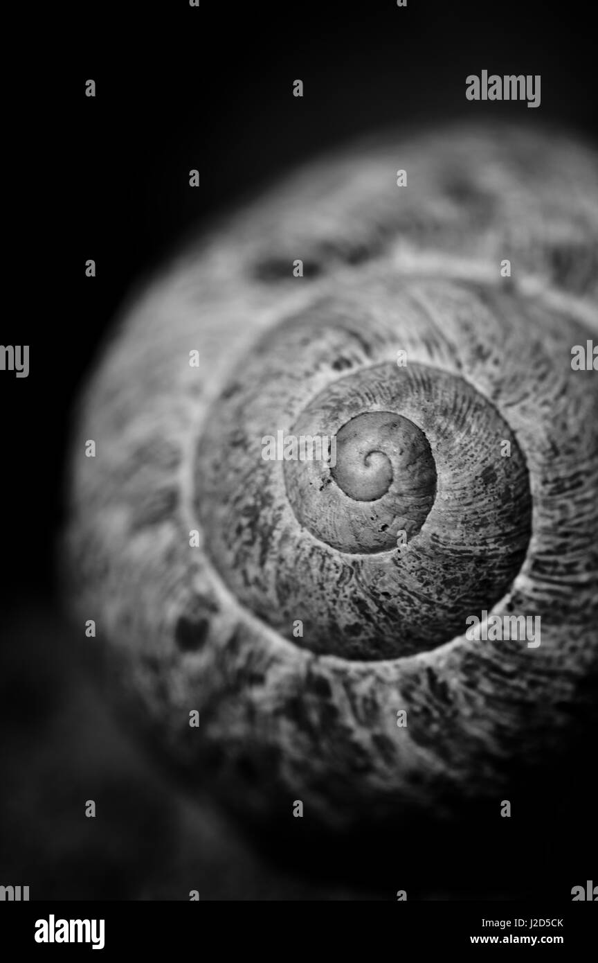 Le noir et blanc coquille d'escargot Banque D'Images