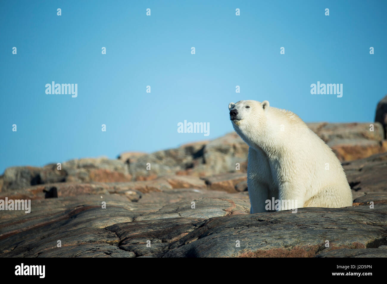 Le Canada, le territoire du Nunavut, Repulse Bay, l'ours polaire (Ursus maritimus) assis sur les pentes des montagnes rocheuses sur Harbour îles le long de la Baie d'Hudson Banque D'Images