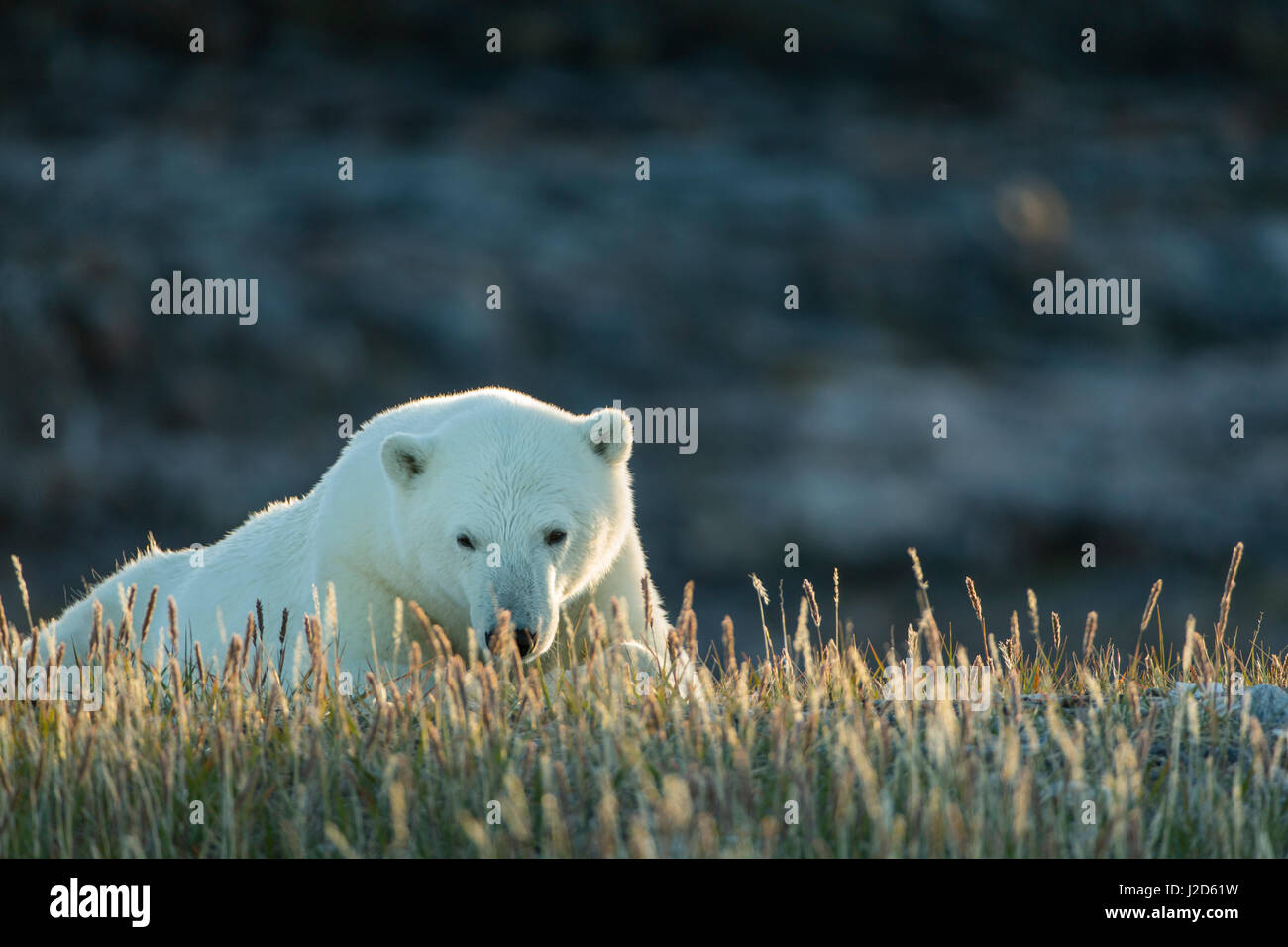 Le Canada, le territoire du Nunavut, Repulse Bay, l'ours polaire (Ursus maritimus) reposant au coucher du soleil dans le pré le long de la côte rocheuse de la Baie d'Hudson près du cercle arctique. Banque D'Images