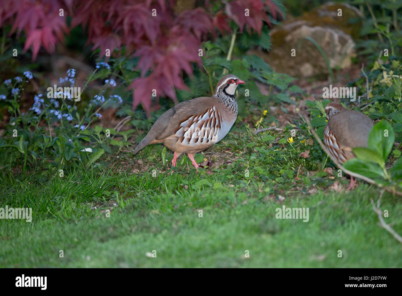 Red-legged Partridge Alectoris rufa, dans un jardin au Pays de Galles, Royaume-Uni Banque D'Images Red-legged Partridge Alectoris rufa, dans un jardin au Pays de Galles, Royaume-Uni Banque D'Images