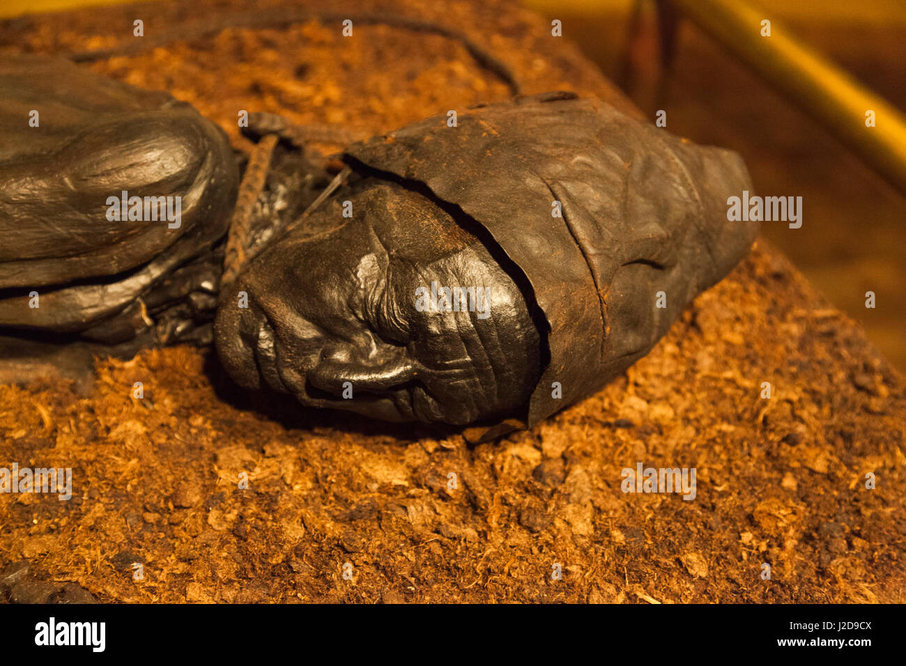 Le Danemark, Jutland, Silkeborg, Silkeborg Museum, Tollund Man, bien préservé de restes humains à partir de 350 av. Banque D'Images