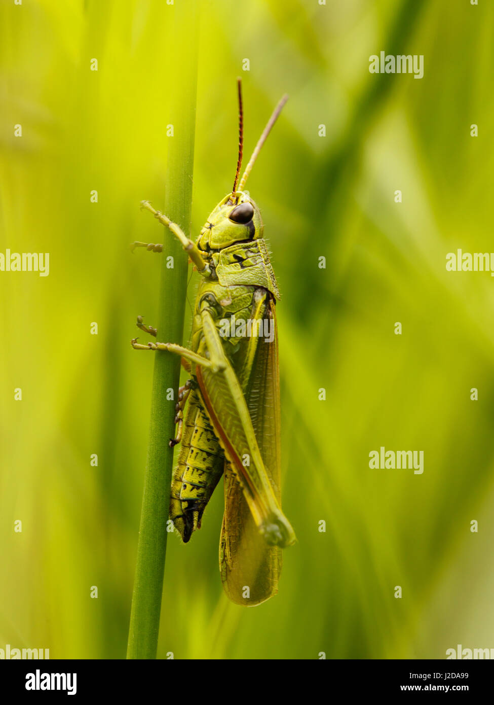 Grand Marais sauterelle (Stethophyma grossum) à se cacher dans l'herbe Banque D'Images