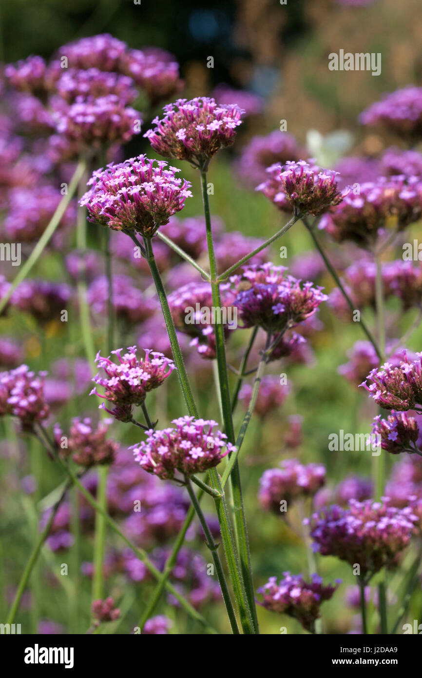 Purpletop vervain en Het Nieuwe pépinière Veld à Diepenveen, Overijssel. Banque D'Images