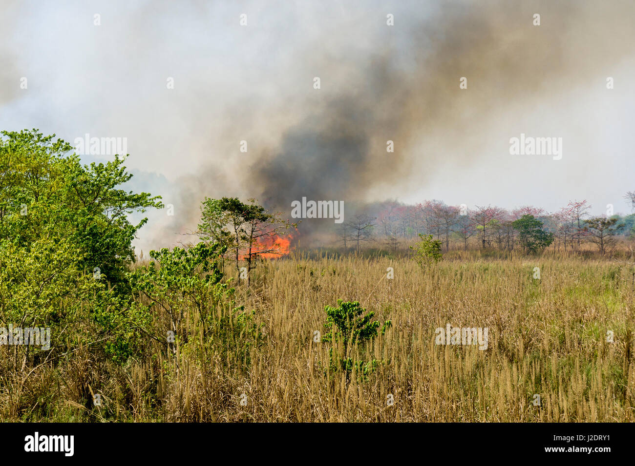 L'elephant grass devient brûlant régulièrement en panne en février dans le parc national de Chitwan, provoquant un feu de brousse Banque D'Images