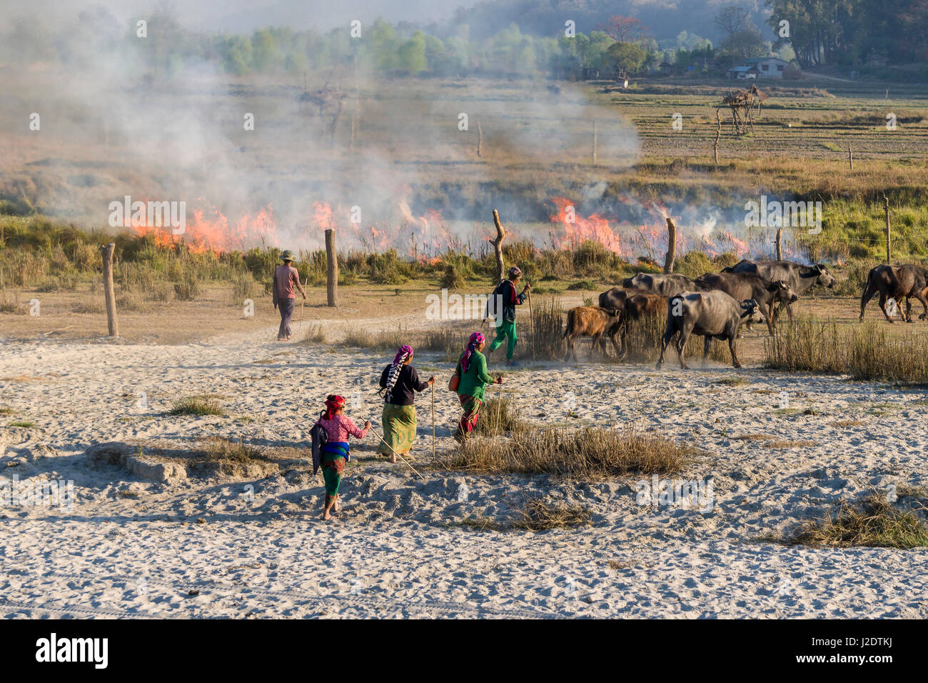 Un groupe de personnes du village sont Pandavnagar les mauvaises herbes en feu dans le parc national de Chitwan Banque D'Images