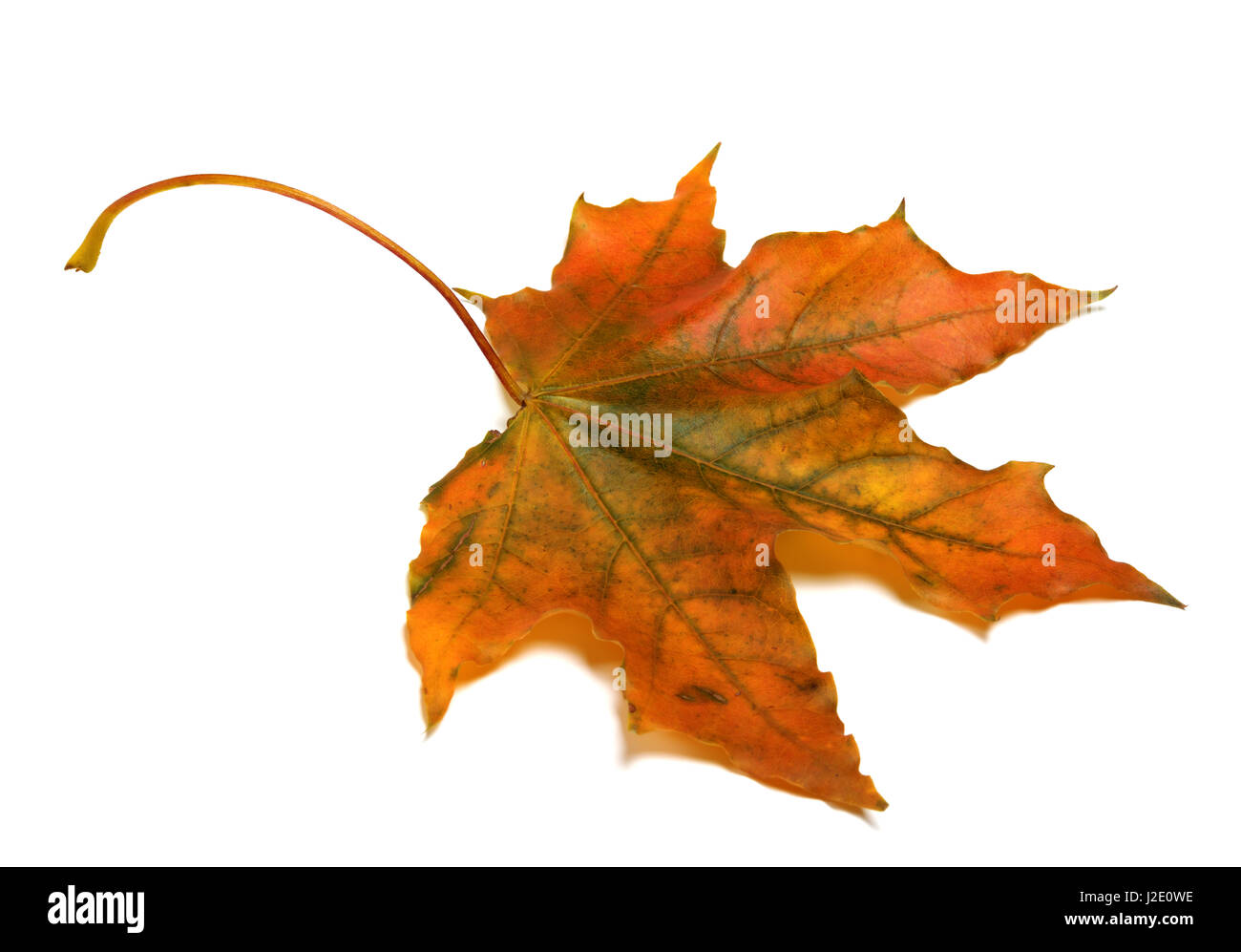 L'automne feuille d'érable isolé sur fond blanc Banque D'Images