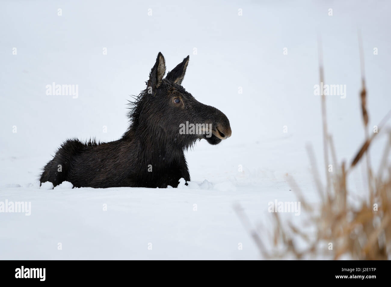 Elch / Orignal ( Alces alces ) dans son premier hiver, veau, de repos, de mensonge, de ruminer dans la neige, l'air mignon et drôle, région de Yellowstone, Wyoming, USA Banque D'Images