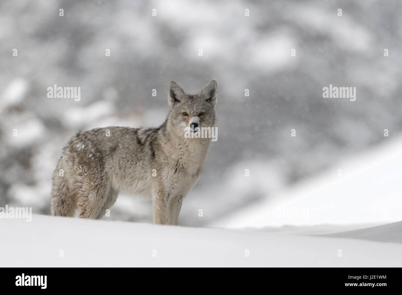 Coyote / Kojote ( Canis latrans ), en hiver, debout dans la neige profonde, regardant attentivement, agréable, le contact direct avec les yeux, NP Yellowstone (Wyoming) Banque D'Images