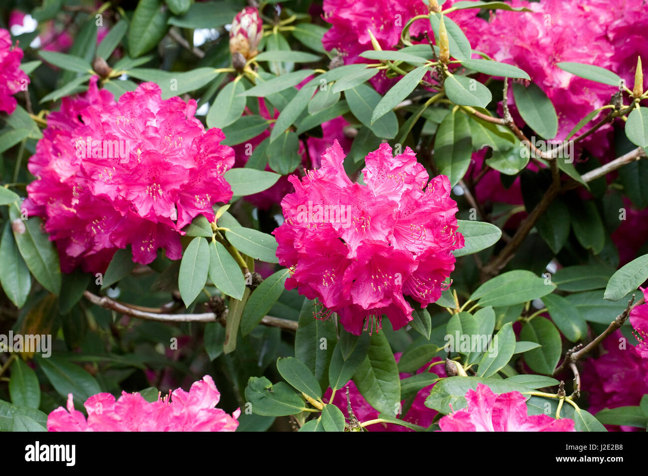 Rhododendron fleurs au printemps. Banque D'Images