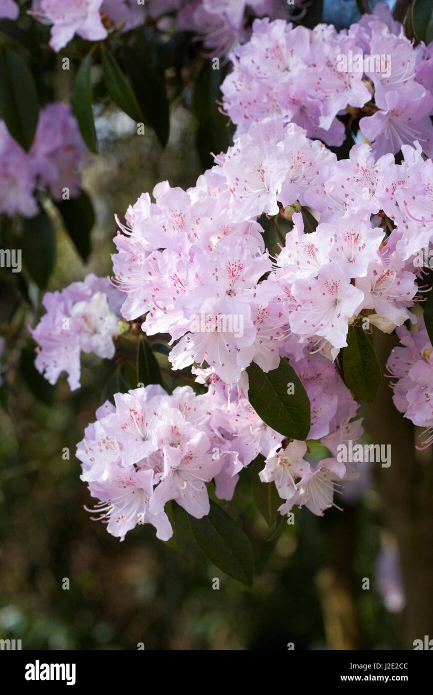 Rubiginosum Rhododendron fleurs. Banque D'Images