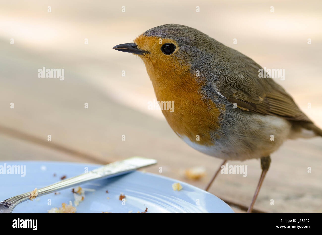 Erithacus rubecula aux abords de miettes d'évacuation d'une plaque Banque D'Images