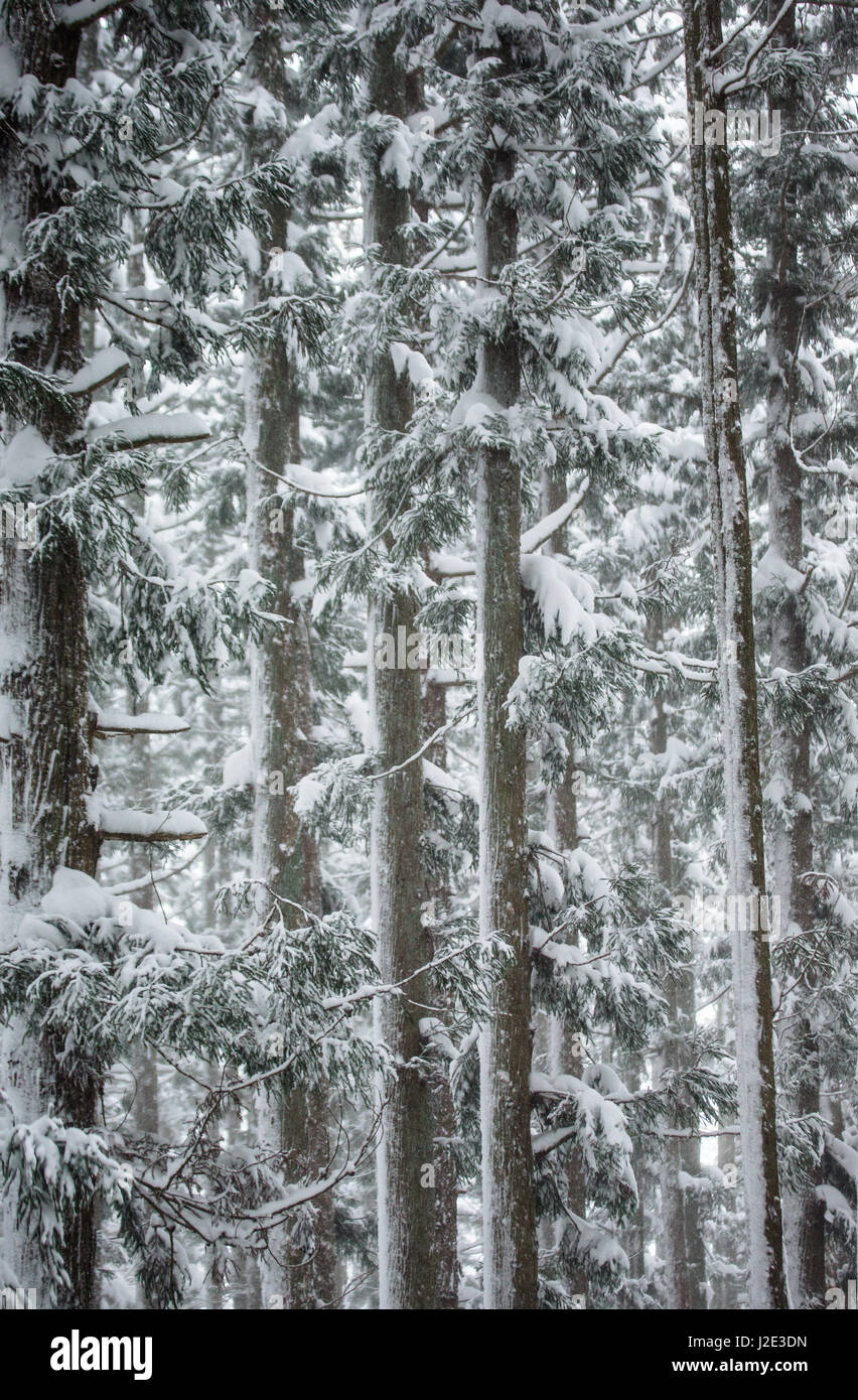 Pins dans la forêt d'hiver. fragment de forêt. Japon. Nagano. Parc des singes Jigokudani. Banque D'Images