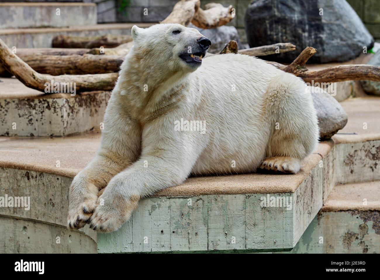 L'ours blanc au zoo Banque D'Images