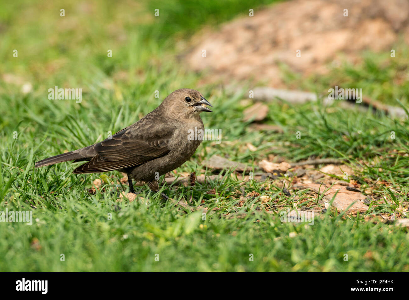 Vacher à tête brune femelle nourriture dans l'herbe verte. Banque D'Images