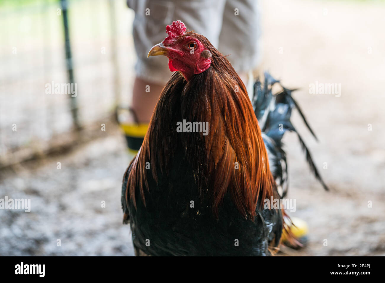 Un coq s'épanouit au Piémont de Sauvetage des animaux de ferme Banque D'Images