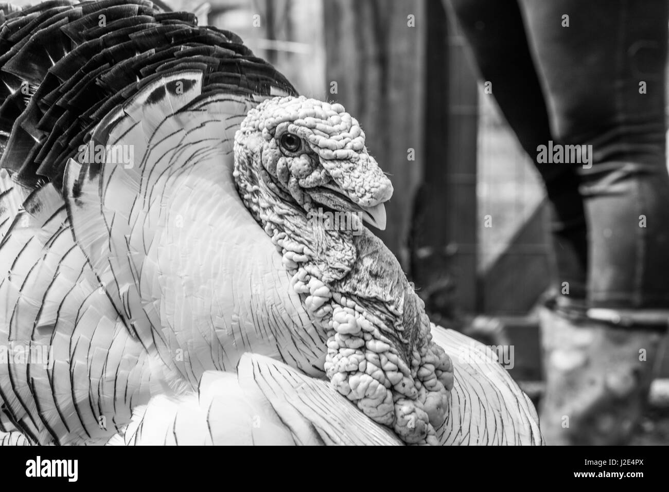 Une fière turquie (nom scientifique: Meleagris gallopavo F. domestica) jambes et montre ses plumes Banque D'Images