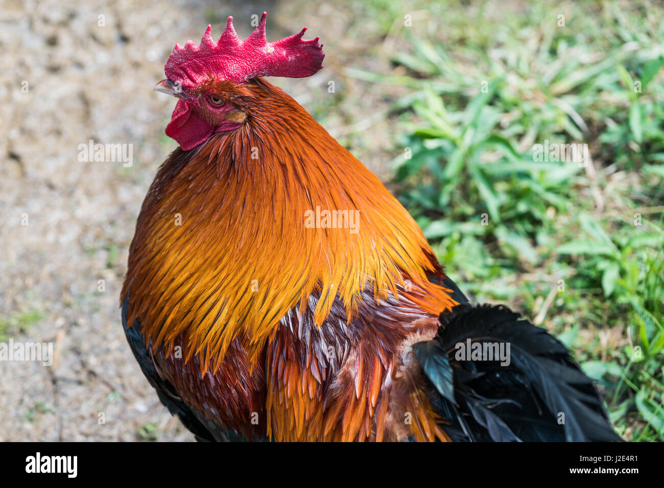 Un coq s'épanouit au Refuge des animaux de ferme Piémont Banque D'Images