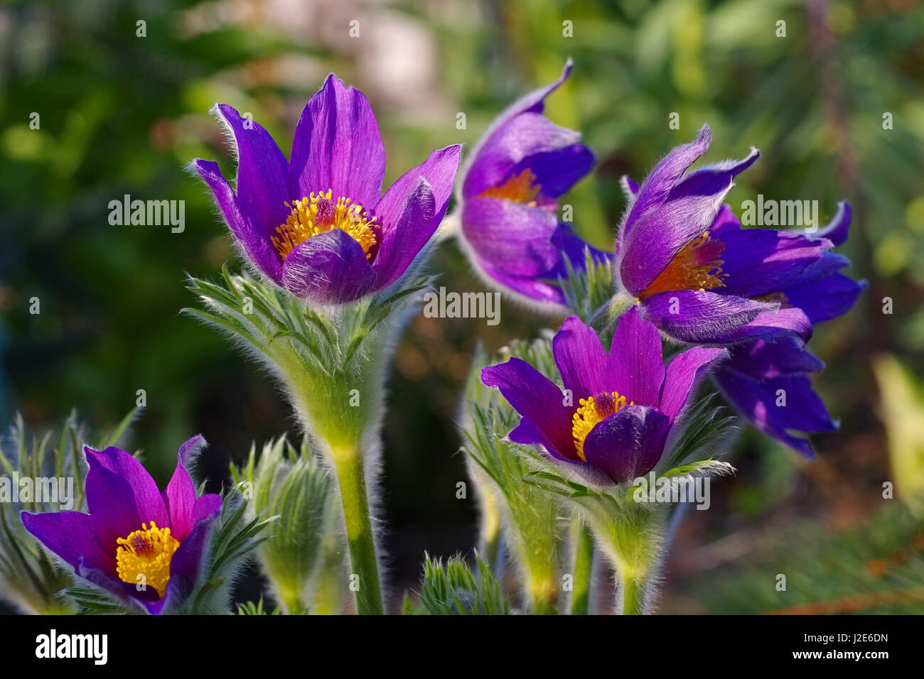 Pasque espèces de fleurs violet-bleu Pinwheel de nuances Banque D'Images