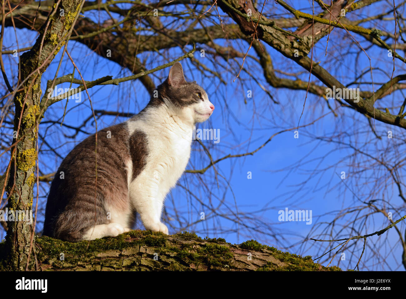 Chat domestique assis sur une branche. Banque D'Images