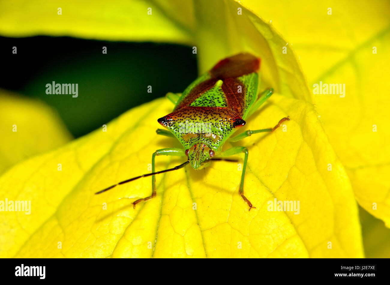 Hawthorn shield bug Acanthosoma haemorrhoidale (adultes), Kent, Angleterre, avril Banque D'Images
