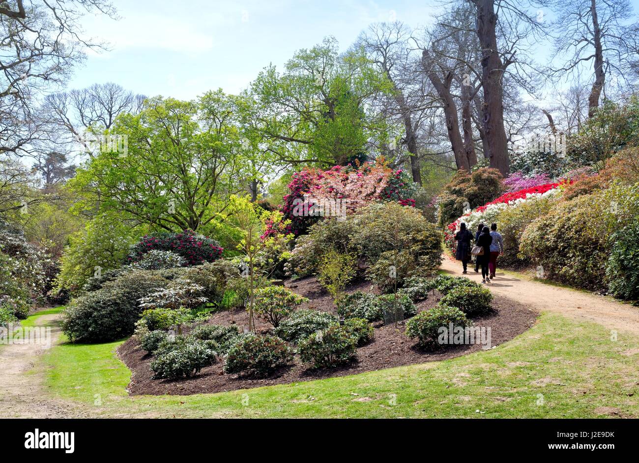 Les Jardins de la vallée de printemps Windsor Great Park Comté UK Banque D'Images