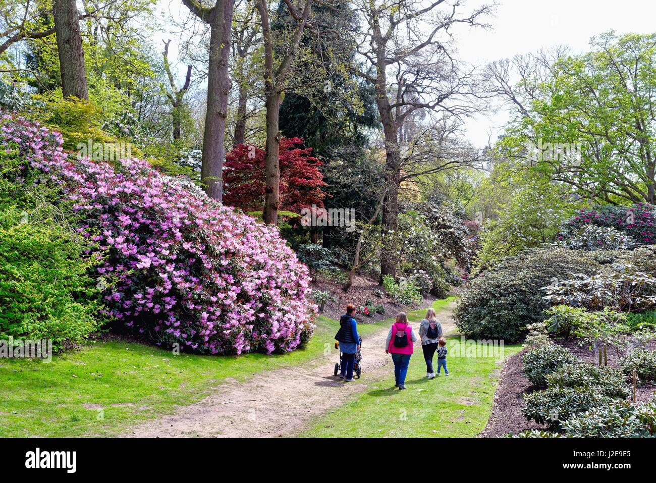 Les Jardins de la vallée de printemps Windsor Great Park Comté UK Banque D'Images