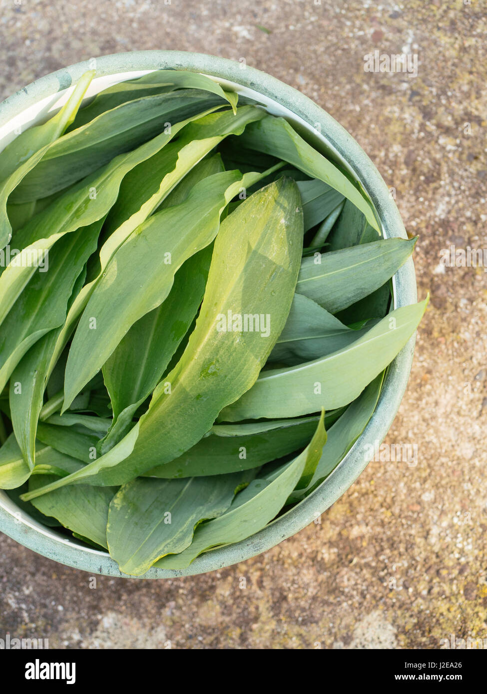Les feuilles de l'ail sauvage fraîchement récoltées dans un bol Banque D'Images