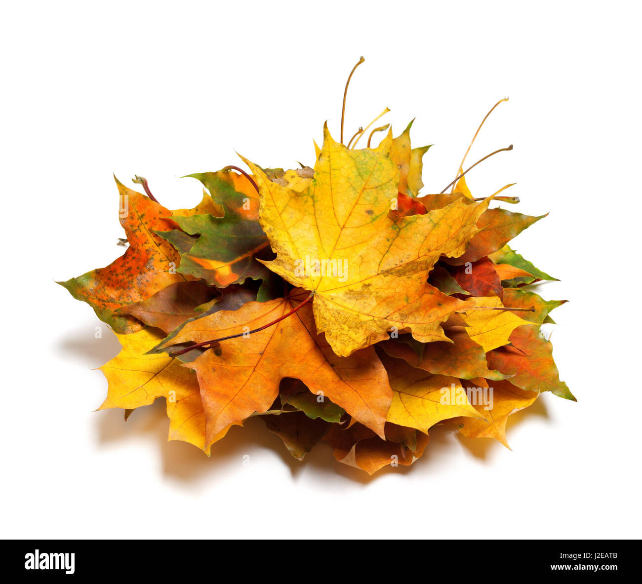 Pile de feuilles d'érable de l'automne sec. Isolé sur fond blanc. Banque D'Images