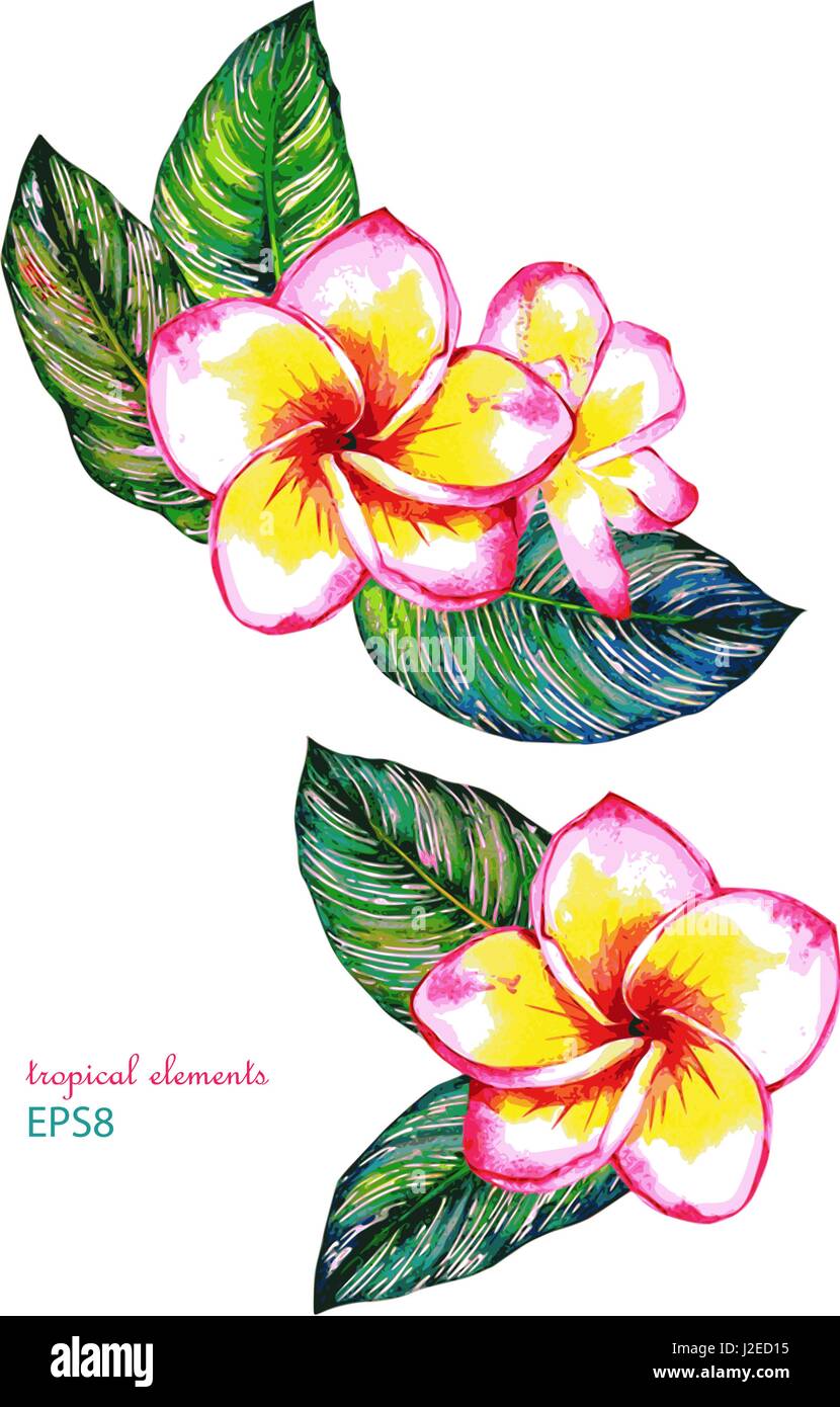 Les arrangements de fleurs tropicales. La forêt exotique de feuilles et fleurs de frangipanier calathea. Aquarelle fait main vector, isolé sur fond blanc. Illustration de Vecteur