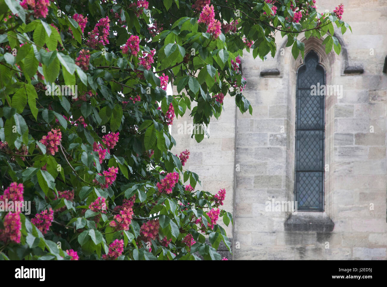 Bordant les rues historiques de Bordeaux, sont des rangées de marronniers d'Inde, celle-ci avec de belles fleurs roses. Banque D'Images