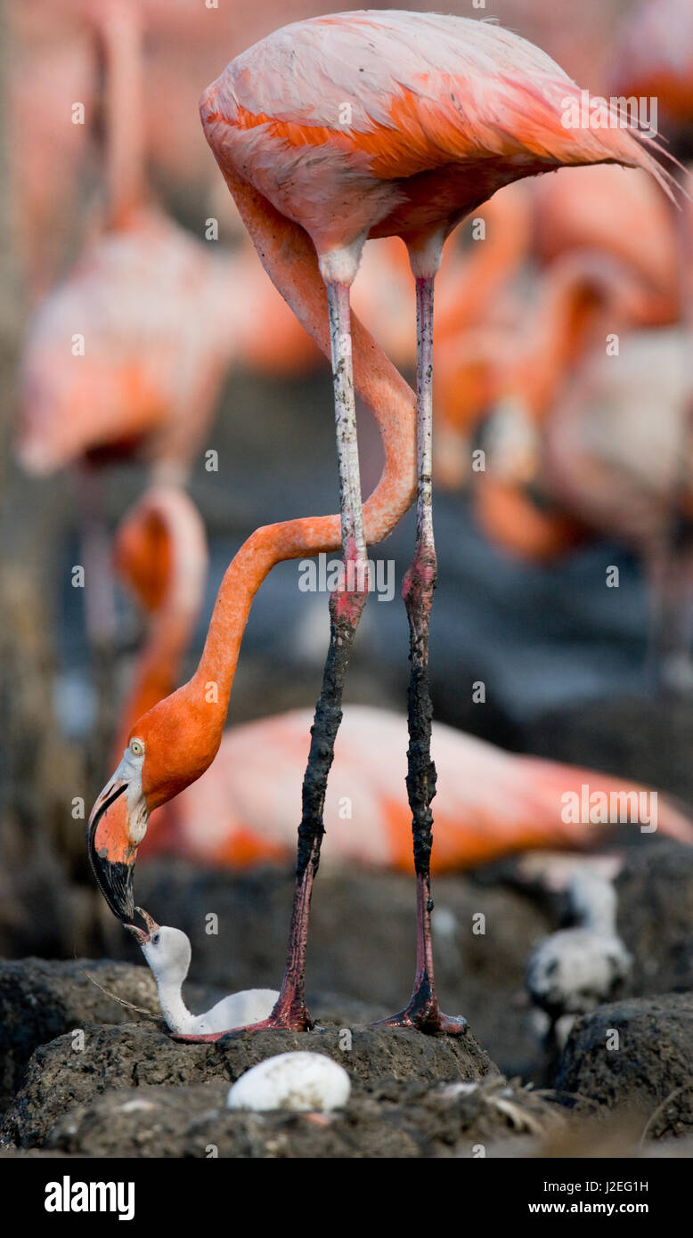 Flamant des Caraïbes sur un nid avec des poussins. Cuba. Banque D'Images