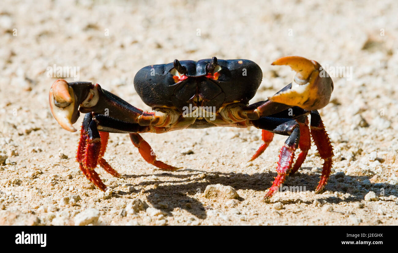 Le crabe de terre étendait ses griffes. Cuba. Angle inhabituel. Banque D'Images