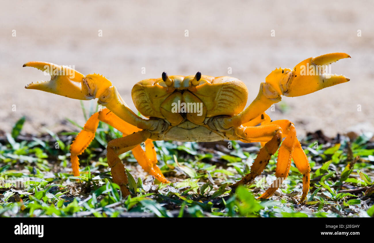Le crabe de terre étendait ses griffes. Cuba. Angle inhabituel. Banque D'Images