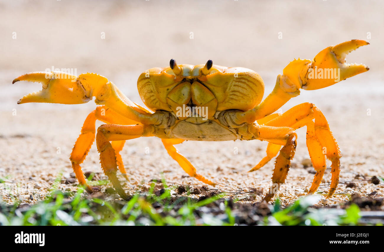 Le crabe de terre étendait ses griffes. Cuba. Angle inhabituel. Banque D'Images