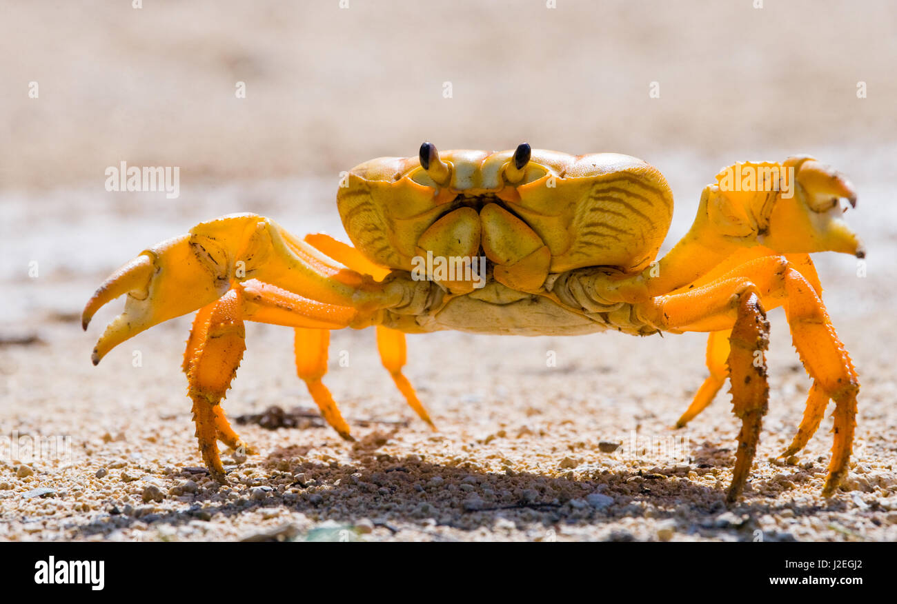 Le crabe de terre étendait ses griffes. Cuba. Angle inhabituel. Banque D'Images