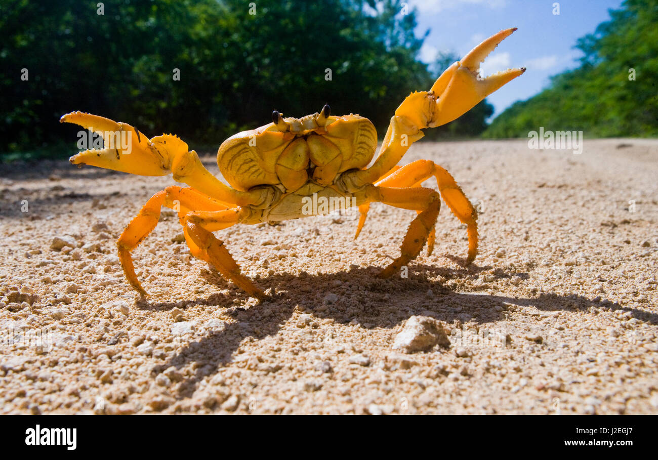 Le crabe de terre étendait ses griffes. Cuba. Angle inhabituel. Banque D'Images