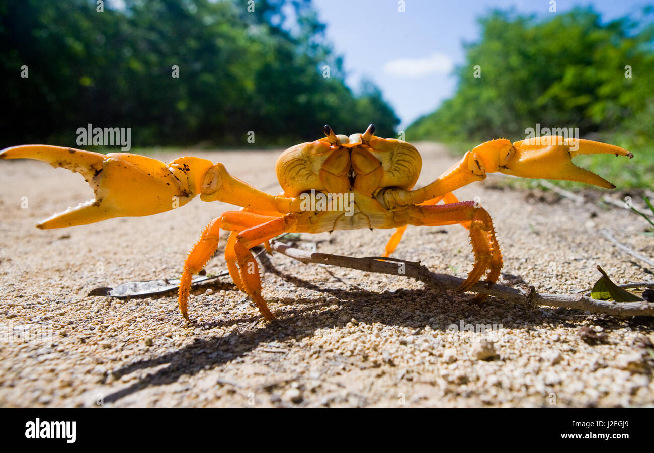 Le crabe de terre étendait ses griffes. Cuba. Angle inhabituel. Banque D'Images