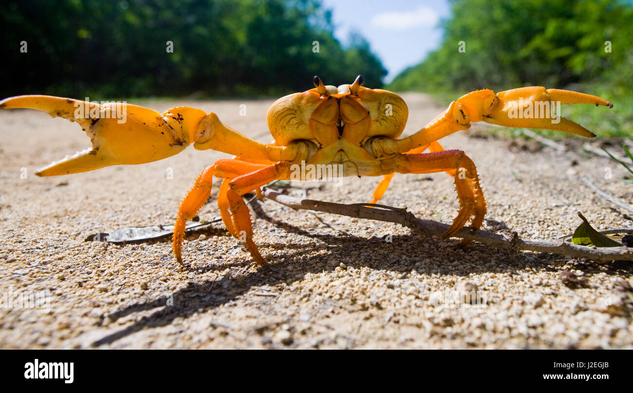 Le crabe de terre étendait ses griffes. Cuba. Angle inhabituel. Banque D'Images