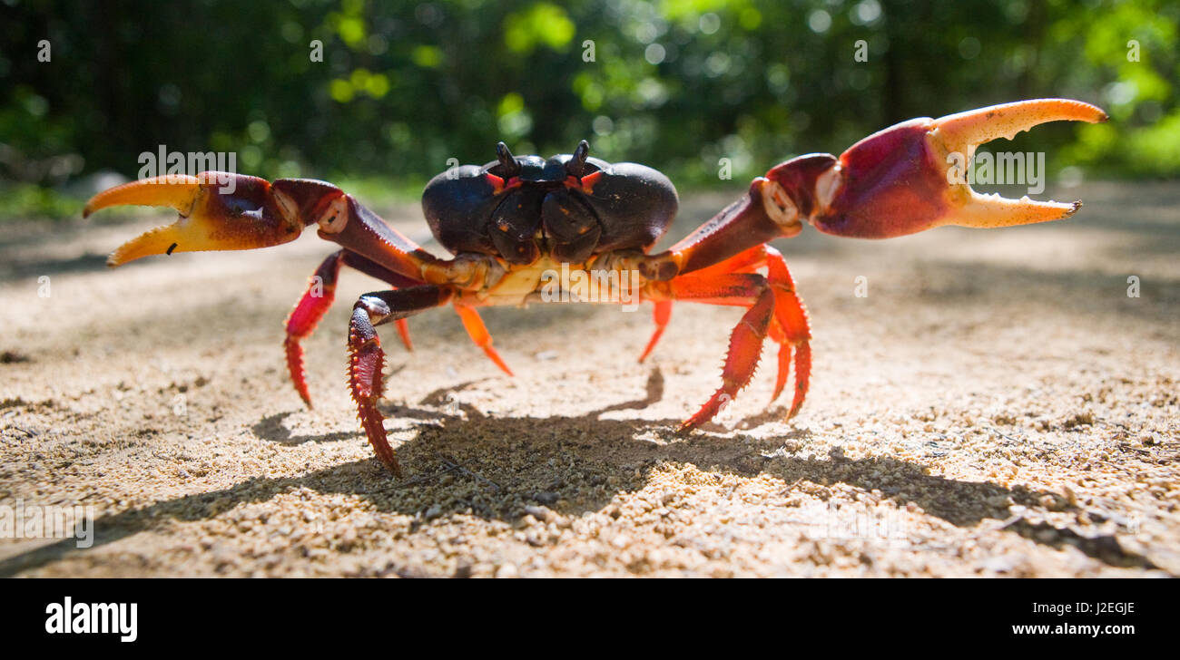 Le crabe de terre étendait ses griffes. Cuba. Angle inhabituel. Banque D'Images