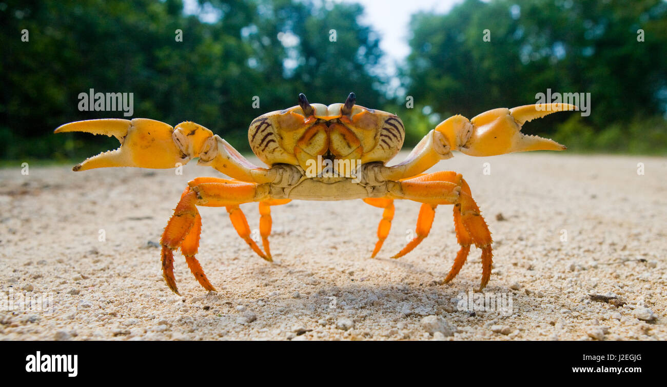 Le crabe de terre étendait ses griffes. Cuba. Angle inhabituel. Banque D'Images