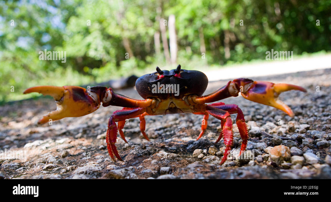 Le crabe de terre étendait ses griffes. Cuba. Angle inhabituel. Banque D'Images