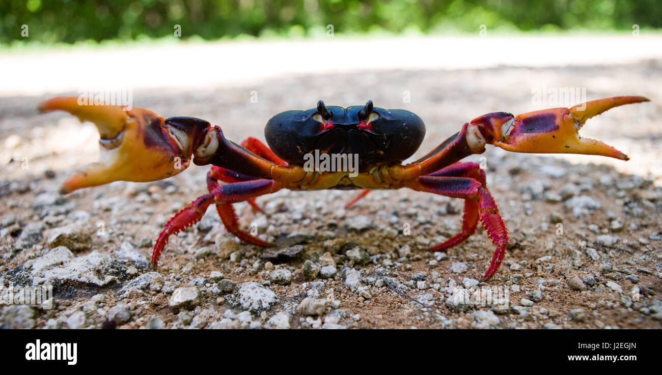 Le crabe de terre étendait ses griffes. Cuba. Angle inhabituel. Banque D'Images