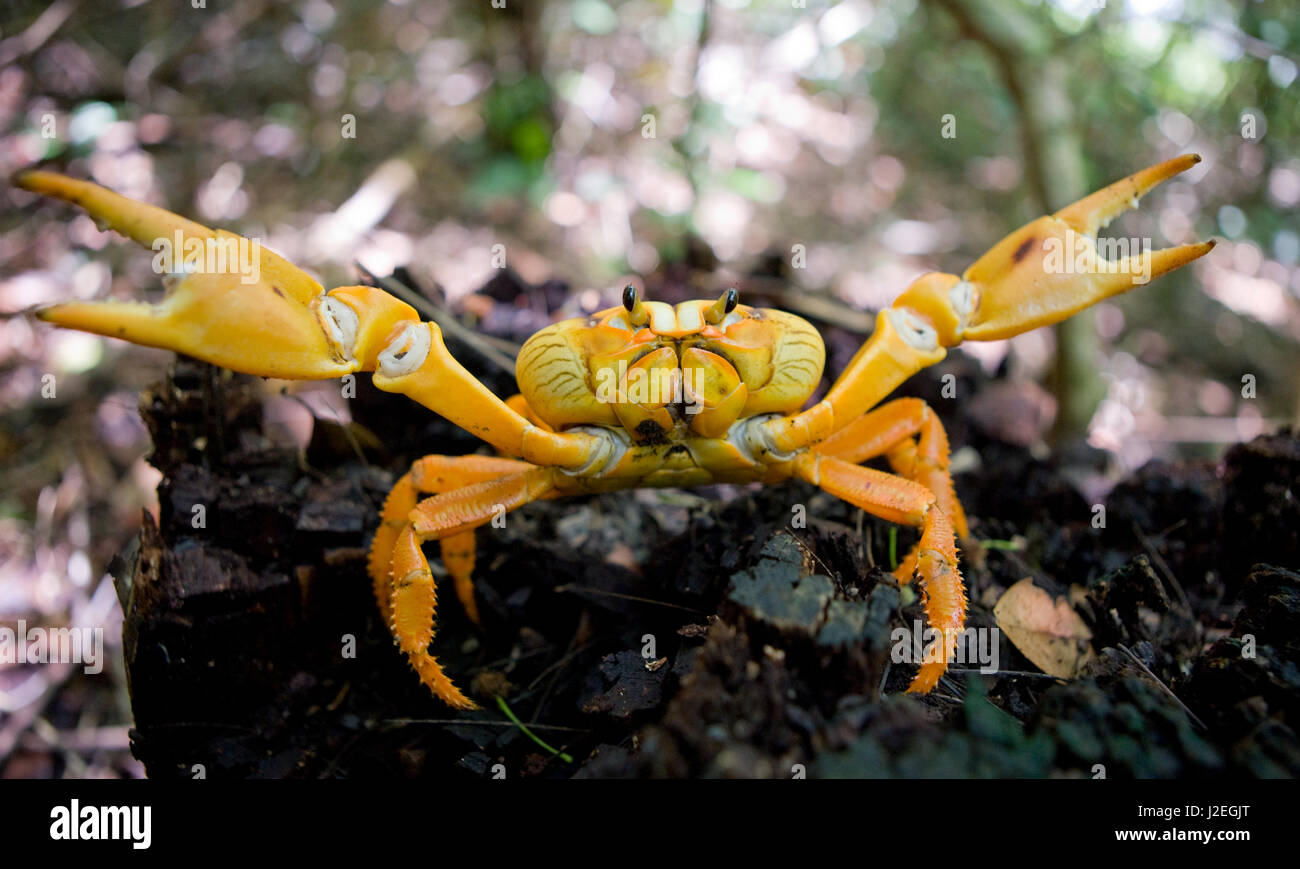 Le crabe de terre étendait ses griffes. Cuba. Angle inhabituel. Banque D'Images