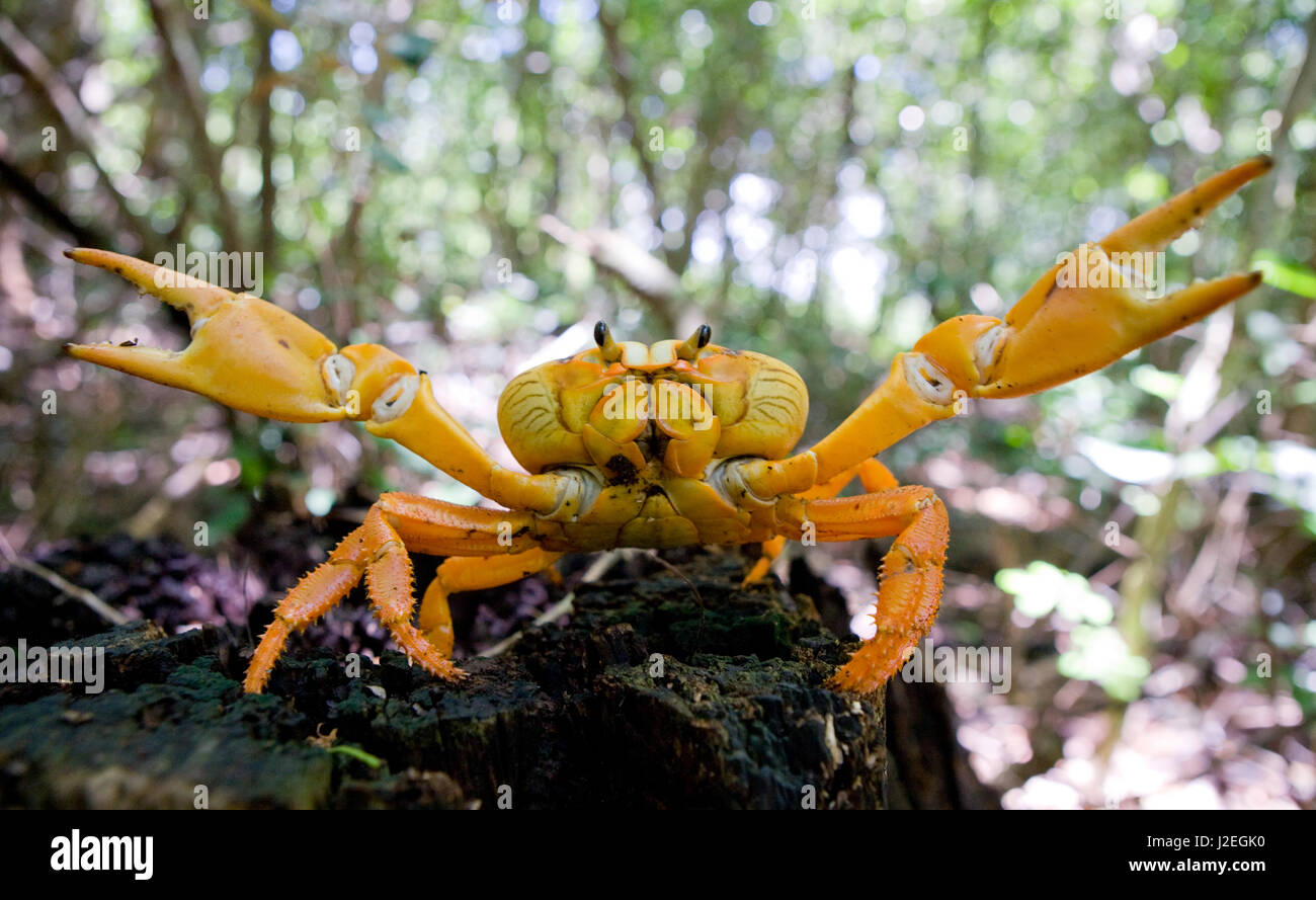 Le crabe de terre étendait ses griffes. Cuba. Angle inhabituel. Banque D'Images