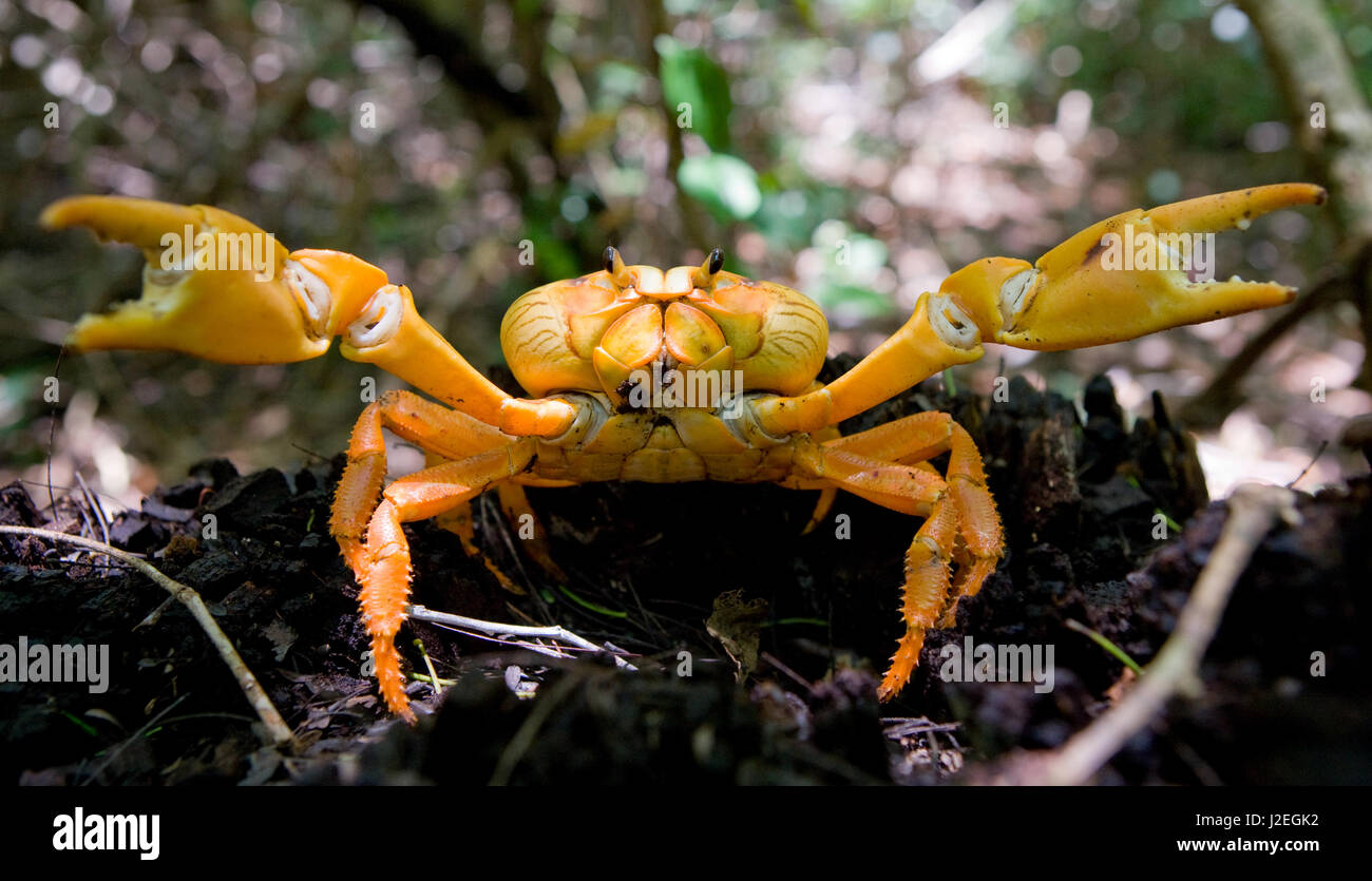 Le crabe de terre étendait ses griffes. Cuba. Angle inhabituel. Banque D'Images