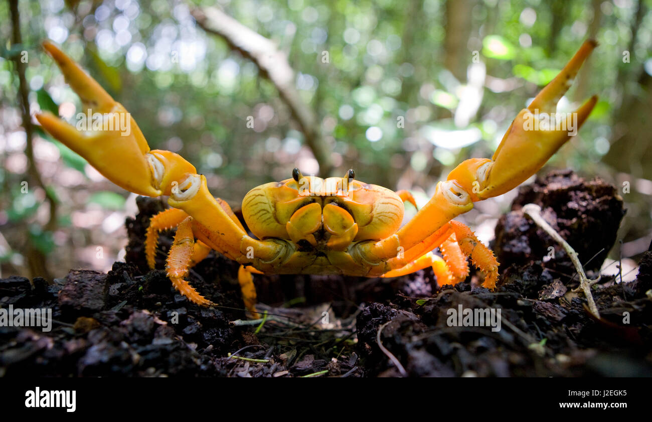Le crabe de terre étendait ses griffes. Cuba. Angle inhabituel. Banque D'Images