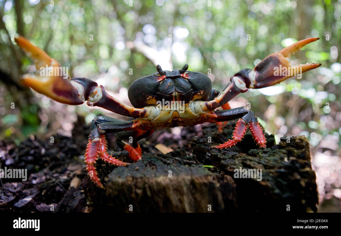 Le crabe de terre étendait ses griffes. Cuba. Angle inhabituel. Banque D'Images